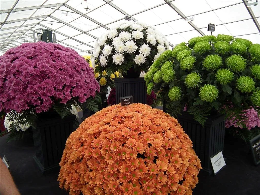 Floral marquee in the long water area 29